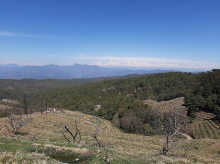 Chaubatia Garden-2
